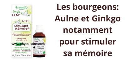 Une synergie de bourgeons pour stimuler la mémoire